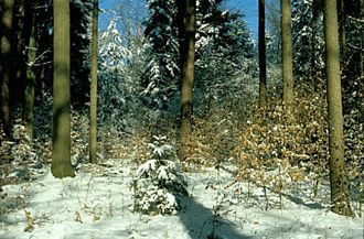 Die Funktionen und Schnheit des Waldes mssen erhalten bleiben.